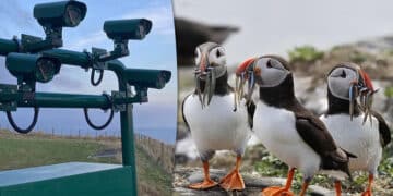 360 Vision and Excite Technology deliver cutting-edge species monitoring trials for SSE Renewables